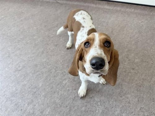 DAISY - Basset Hound available for adoption