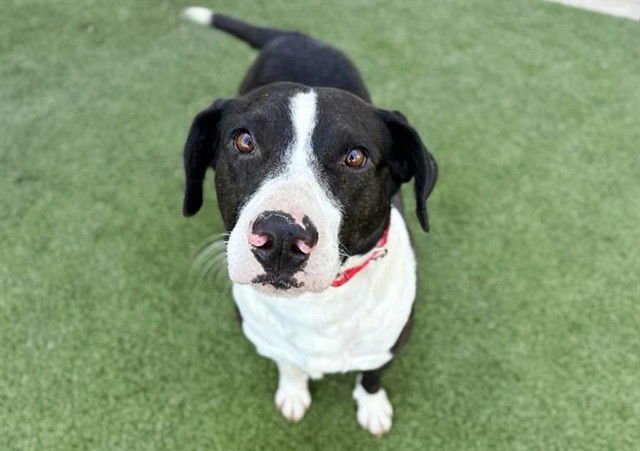 PRETTY GIRL - Pit Bull Terrier available for adoption