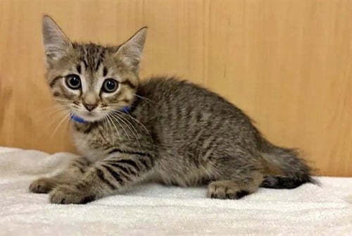 VESS - Domestic Short Hair available for adoption
