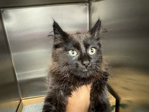 OLIVE - Domestic Long Hair available for adoption