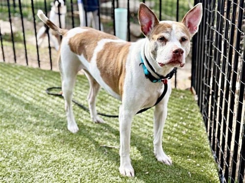 KURT - Feist available for adoption
