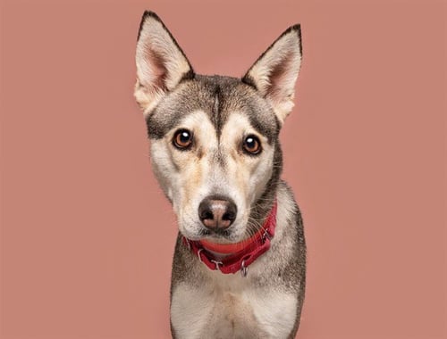 SONG - Siberian Husky available for adoption