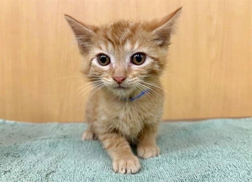 TAPOTO - Domestic Short Hair available for adoption