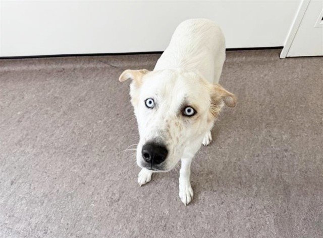 BAILEY Image