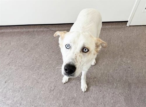 BAILEY - Great Pyrenees / Siberian Husky available for adoption