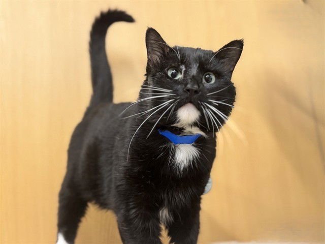 BARNABY - Domestic Short Hair available for adoption