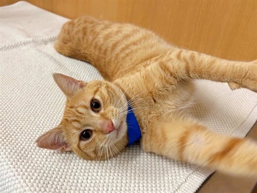 RINGO - Domestic Short Hair available for adoption