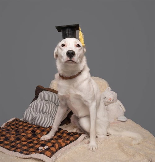 FREESTYLE - Labrador Retriever available for adoption