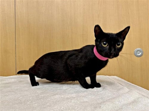 FRANKIE JO - Domestic Short Hair available for adoption