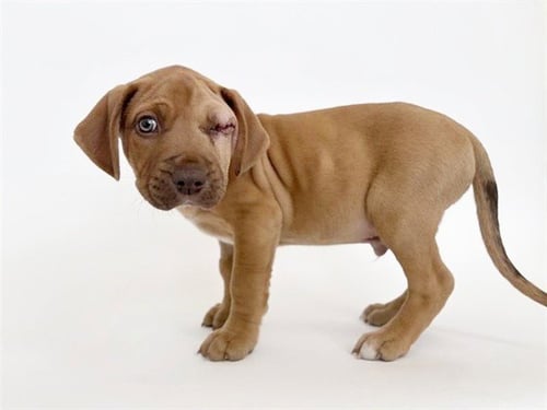 NOEL - Pit Bull Terrier available for adoption