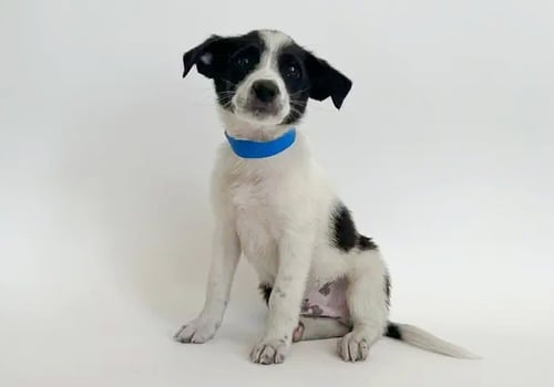 NEWTON - Terrier available for adoption