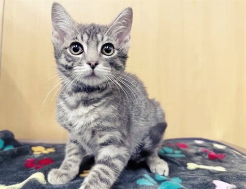 JERRI - Domestic Short Hair available for adoption