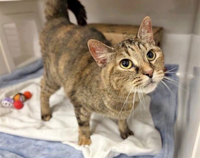 EEVEE - Domestic Short Hair available for adoption