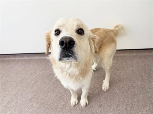 MILKSHAKE - Labrador Retriever available for adoption