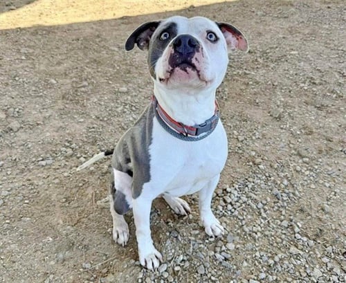 NINO - Pit Bull Terrier available for adoption