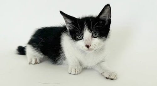 FREMONT - Domestic Short Hair available for adoption