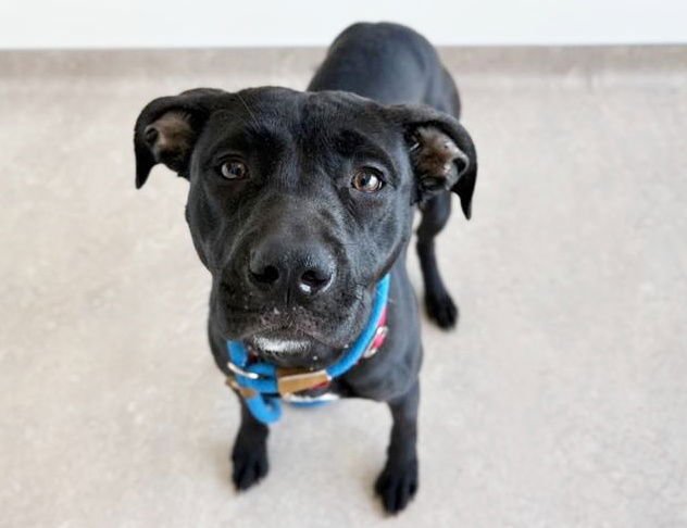 RUBY - Labrador Retriever available for adoption