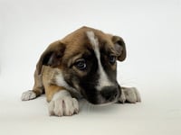FITZ - Photo 1