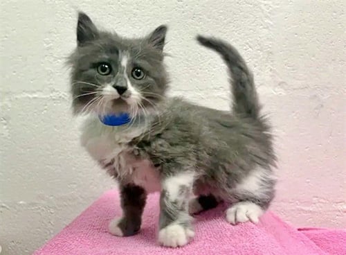 ME-MOW - Domestic Medium Hair available for adoption