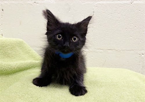 KENNY - Domestic Short Hair available for adoption