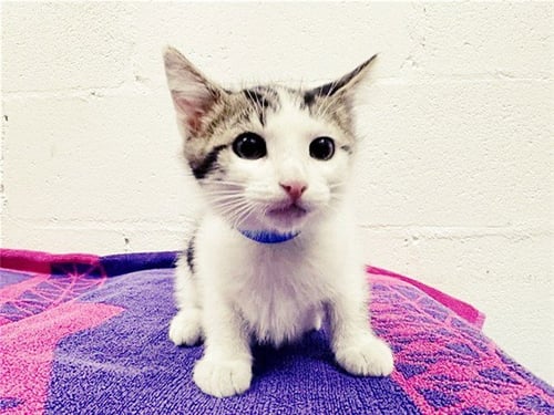 NOPEY - Domestic Short Hair available for adoption
