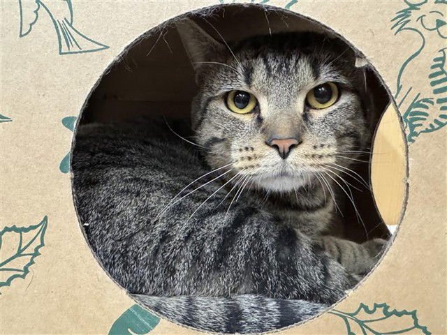 RINGO - Domestic Short Hair available for adoption