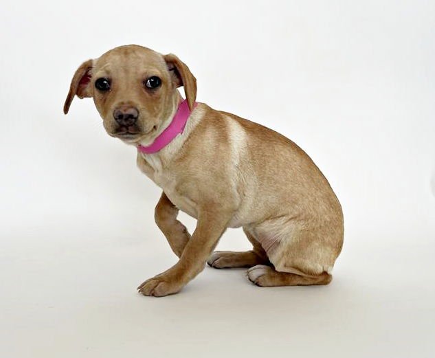 TAE - Dachshund available for adoption