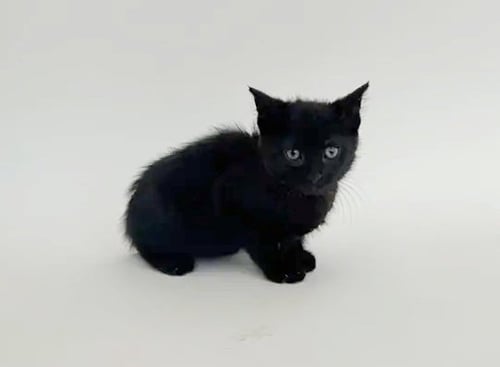 VON DUTCH - Domestic Short Hair available for adoption