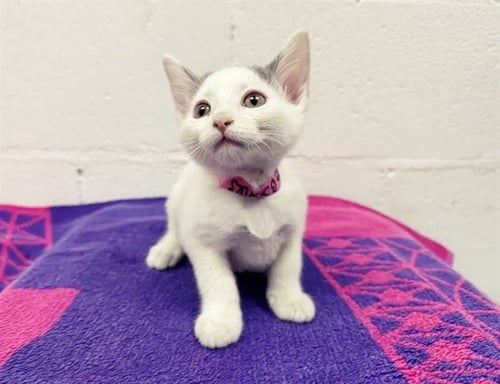JUNIE B JONES - Domestic Short Hair available for adoption