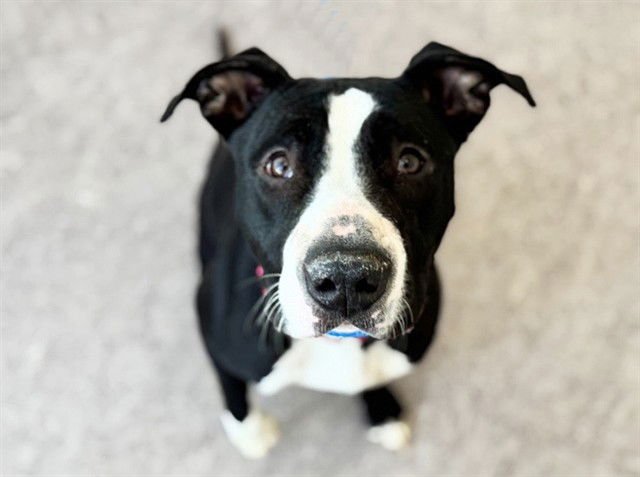 SOURDOUGH - Labrador Retriever available for adoption