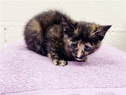 CHIPPY - Domestic Short Hair available for adoption