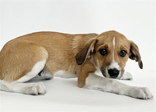 PIKACHU - Terrier available for adoption
