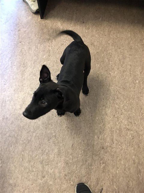 CHICO - Terrier available for adoption