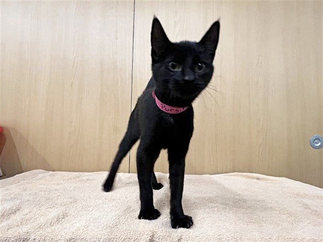 PURSILLA Image