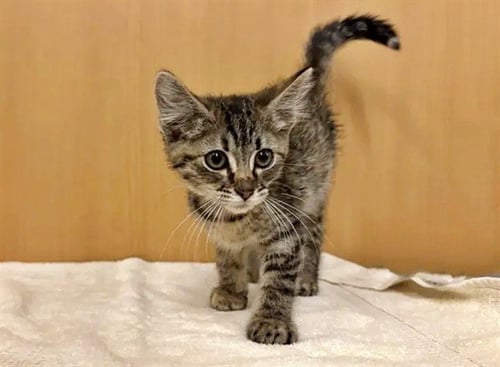 STAR - Domestic Short Hair available for adoption
