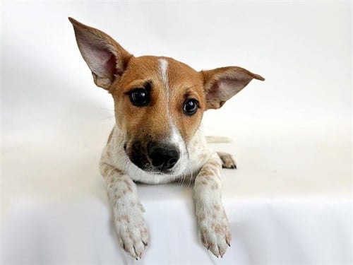 SABRE - Terrier available for adoption