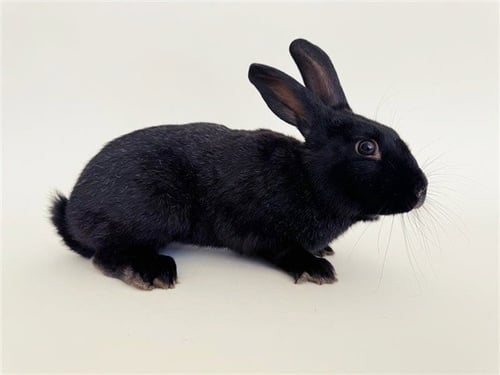PUFF - Shorthaired Rabbit available for adoption
