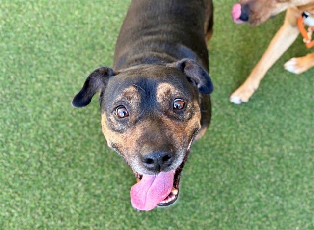 LAYLA - Rottweiler available for adoption