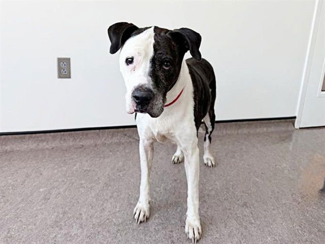 GIA - Pit Bull Terrier available for adoption