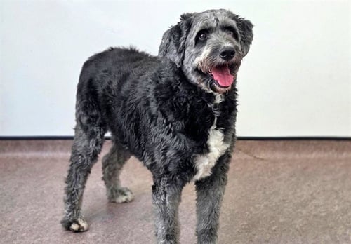SPENCER - Poodle (Standard) available for adoption
