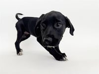 SPLENDA - Photo 1
