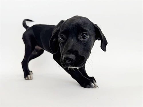 SPLENDA - Labrador Retriever available for adoption