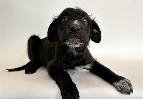 EMBER - Terrier available for adoption