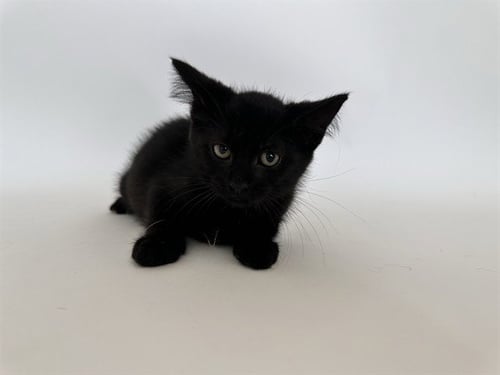 FIRECRACKER - Domestic Short Hair available for adoption