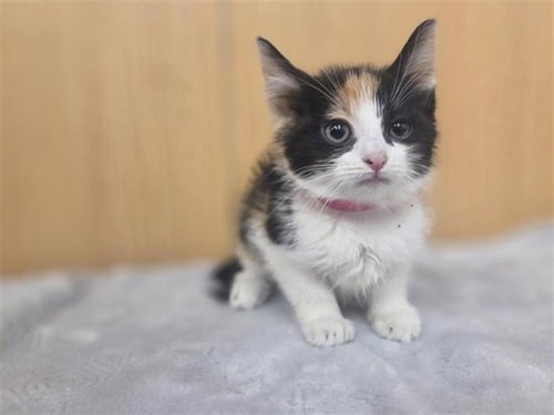 SQUASH - Domestic Short Hair available for adoption