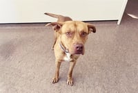 DOBBY - Photo 1