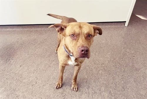 DOBBY - Pit Bull Terrier available for adoption