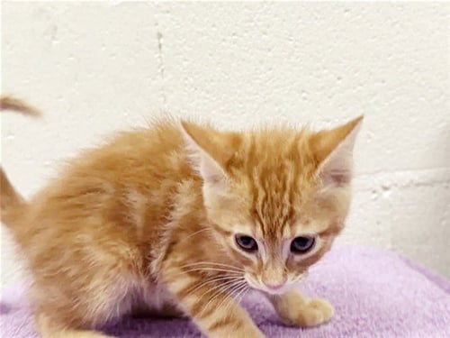 NIPPY - Domestic Short Hair available for adoption