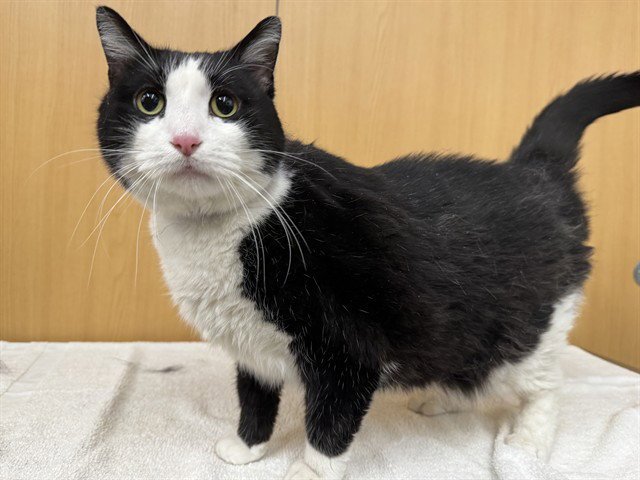 TUXEDO Image