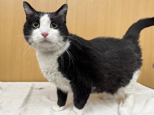 TUXEDO - Domestic Short Hair available for adoption